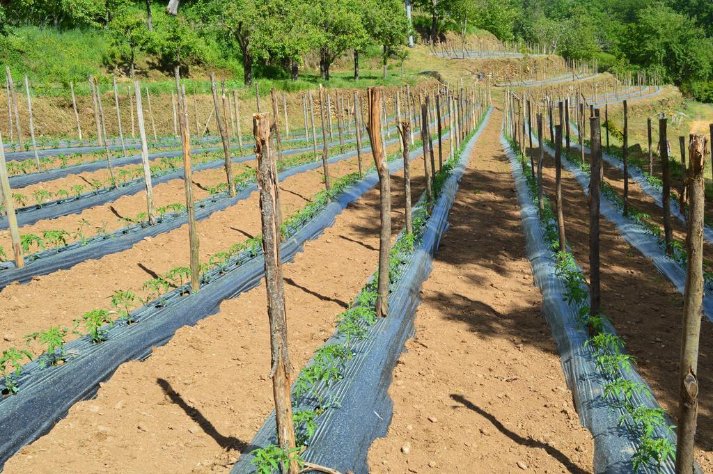 Agriturismo E Turre Serrastretta 外观 照片