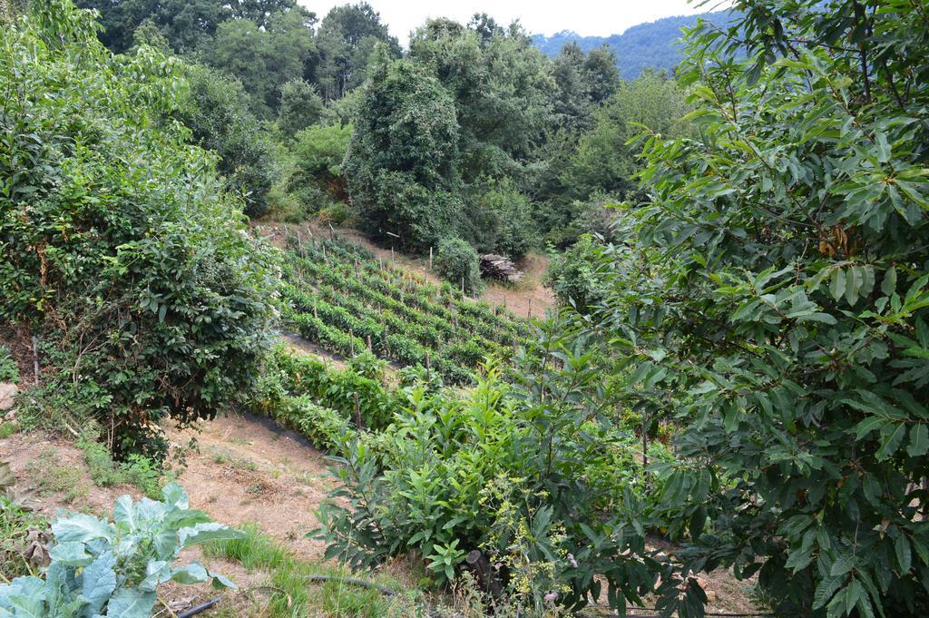 Agriturismo E Turre Serrastretta 外观 照片