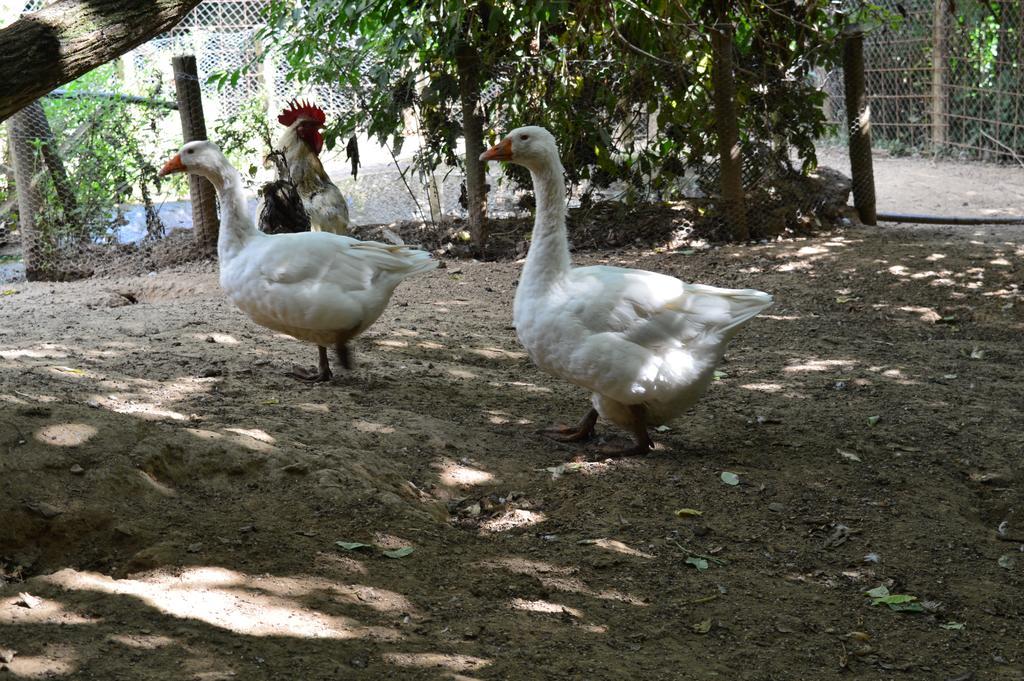Agriturismo E Turre Serrastretta 外观 照片