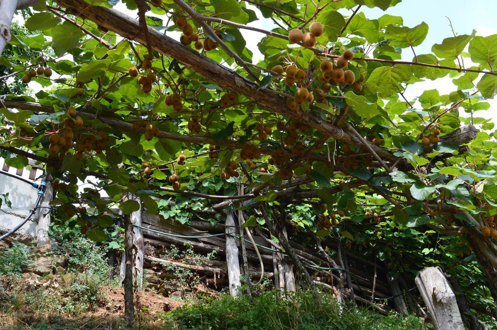 Agriturismo E Turre Serrastretta 外观 照片