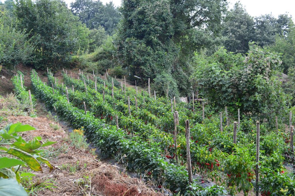 Agriturismo E Turre Serrastretta 外观 照片